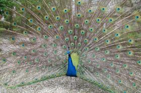 Manoir de la Marjolaine - photo 6