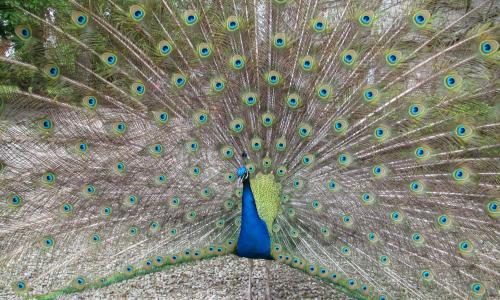 Manoir de la Marjolaine - photo 3